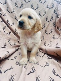  ready for new homes - Golden Retriever Puppies