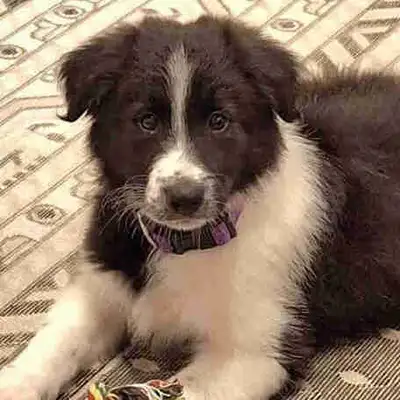 9.5 wk old Female 75% Border Collie 25% Rough Collie puppy, View more