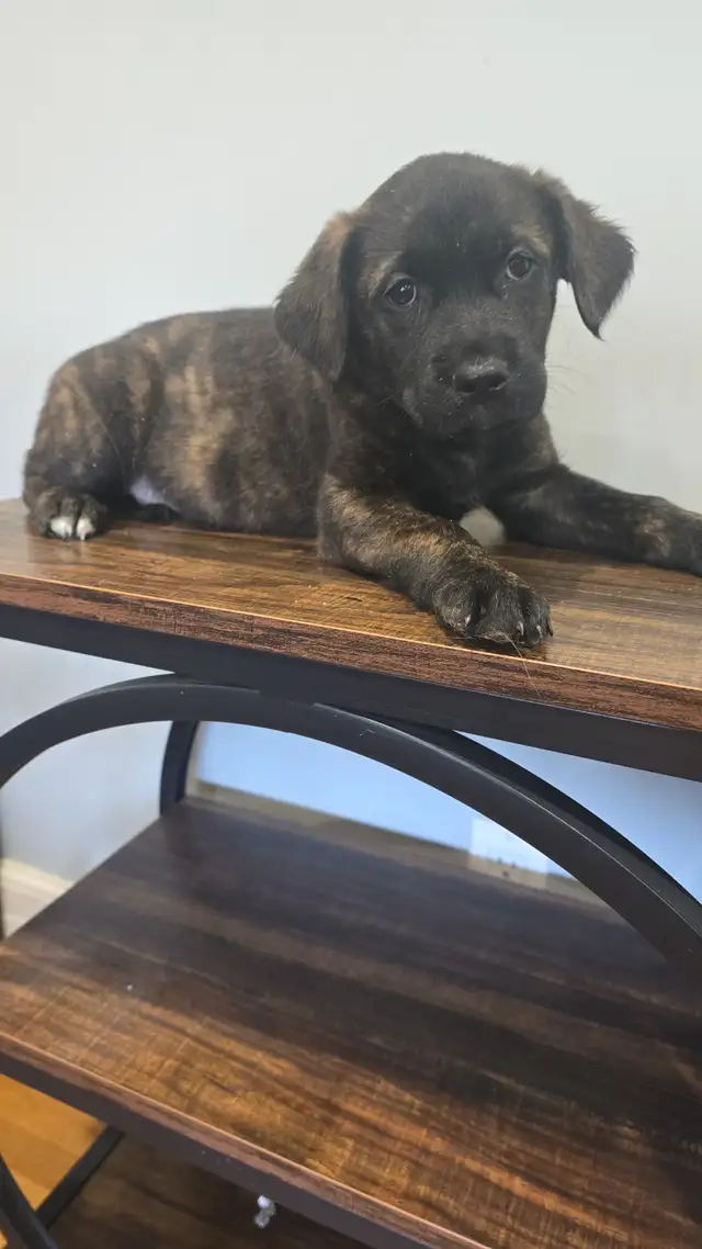 PUPPIES for Sale in Dogs & Puppies for Rehoming in Windsor Region - Image 7