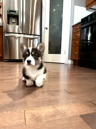 Pembroke Welsh Corgi (fluffy), View more