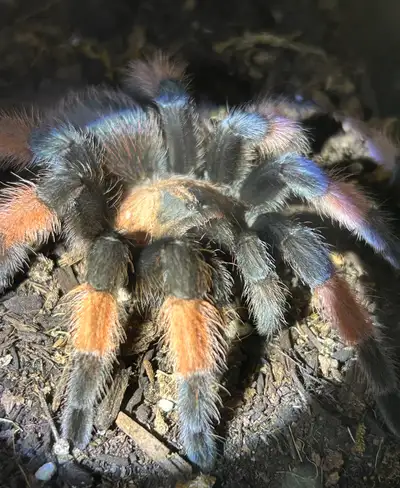 Tarantulas for sale , View more