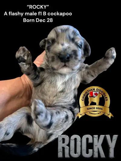 COCKAPOOS, View more