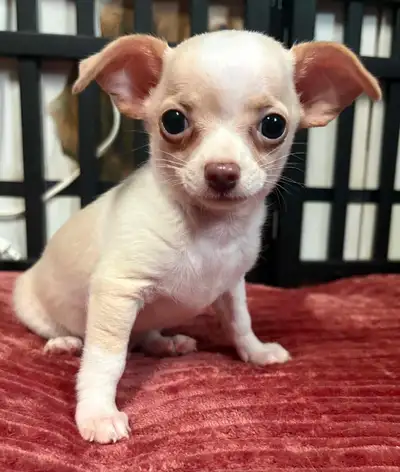 bébés  chihuahua., View more