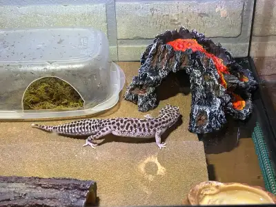 For sale: leopard gecko and habitat, perfect for reptile enthusiasts! Included is a healthy female l...