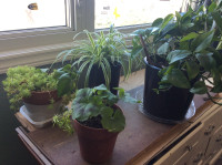 House plants for sale. Healthy and green.