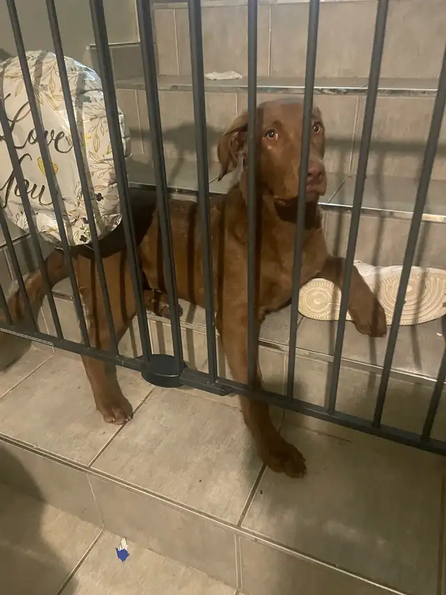 Need gone by end of the month or your best offer in Dogs & Puppies for Rehoming in Winnipeg - Image 5