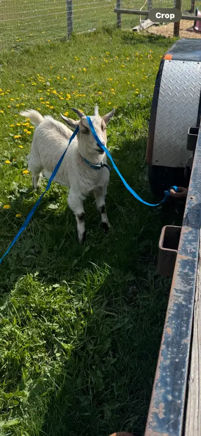 2 goats to rehome, View more