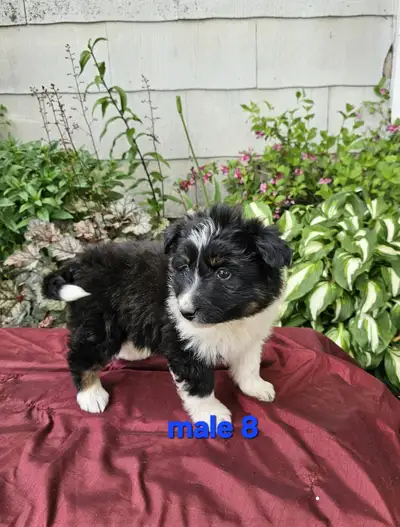 Miniature Australian Shepherd puppies, View more