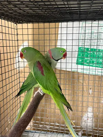 alexandrine pair, View more