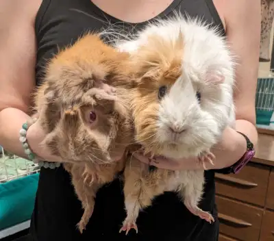 Guinea pigs - looking for a new home