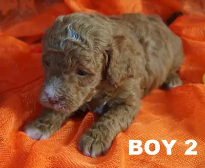 ONLY ONE LEFT ! 3 Mini Poodle Puppies - 1 Girl and 2 Boys. Born February 19, 2025. 100% Canadian Poo...