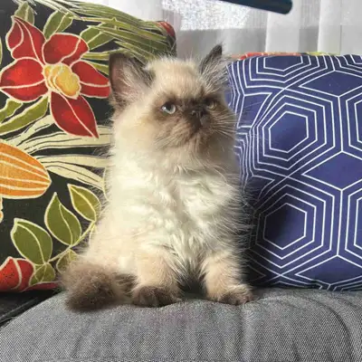 Chatons femelles hymalayen pure race, View more