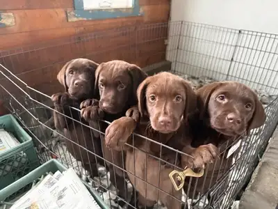 CKC chocolate Labrador Retrievers, View more