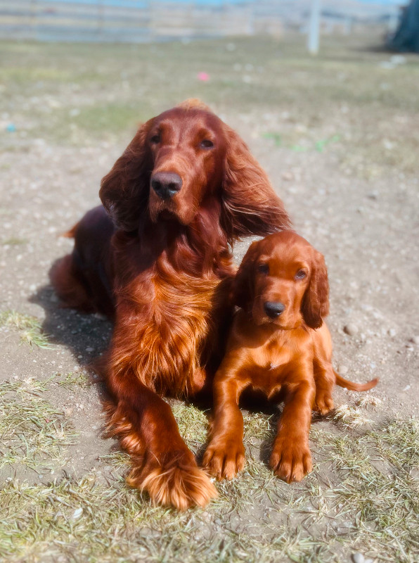 Irish Setter Puppies in Dogs & Puppies for Rehoming in City of Halifax