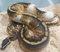 Male yellowbelly pied ball python 