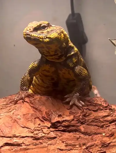 Uromastyx , View more