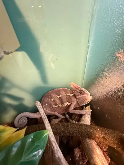 Male Veiled Chameleon for sale. $319.99. Eating well, growing large, and full of attitude. Located a...