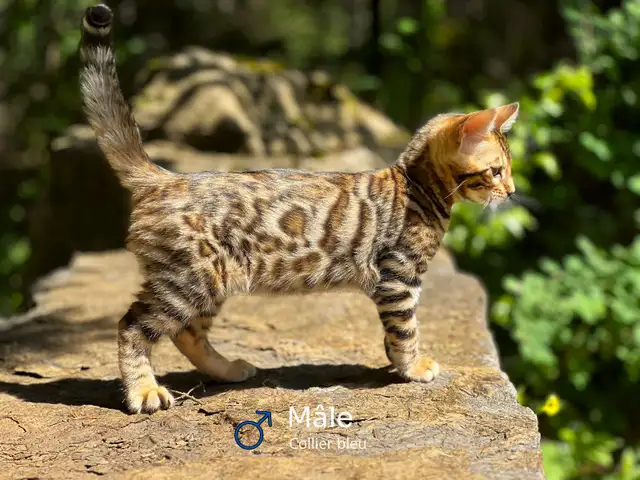 Magnifiques chatons Bengal disponibles à la réservation in Cats & Kittens for Rehoming in Laurentides - Image 3