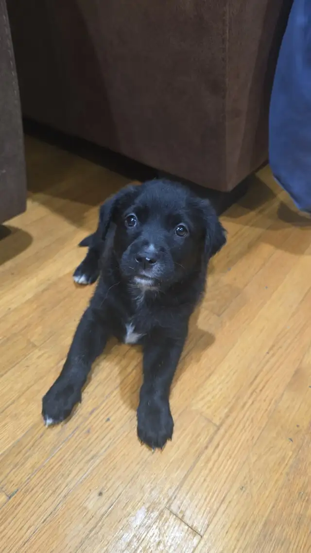 PUPPIES for Sale in Dogs & Puppies for Rehoming in Windsor Region - Image 3