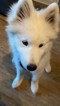 Samoyed for sale, four months, super nice personality, shaking h