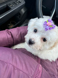 Bichon puppy - Need Gone ASAP (comes with everything!)