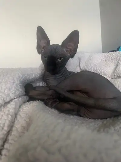SPHYNX stériliser vacciner 2x, View more