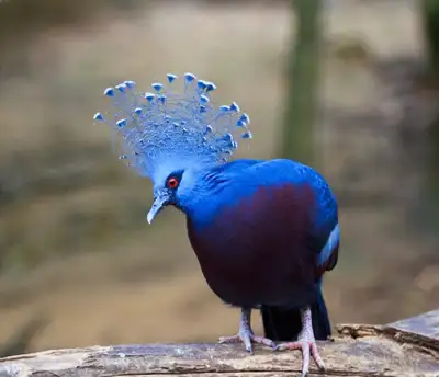 Victoria Crowned Pigeon, View more