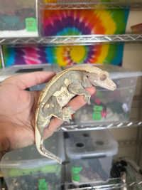 Male RTB crested gecko 