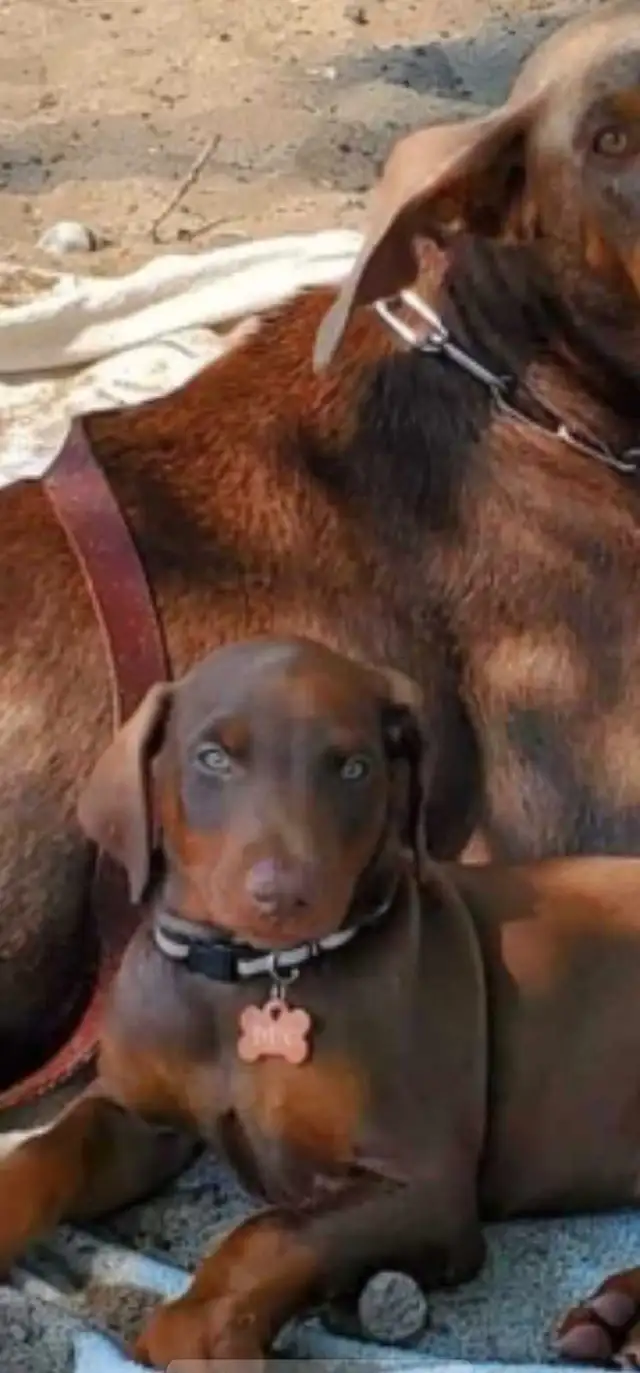 Doberman Européen et/ou américain in Dogs & Puppies for Rehoming in Laval / North Shore - Image 8