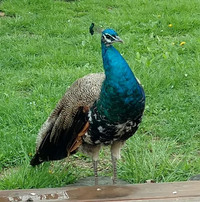 Indian Blue Peacocks