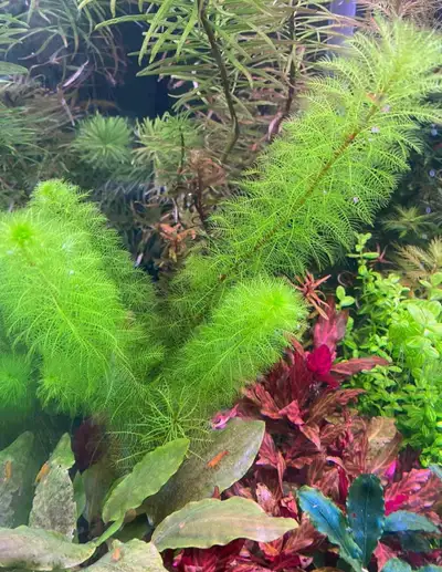 myriophyllum scabratum aquarium plant, View more