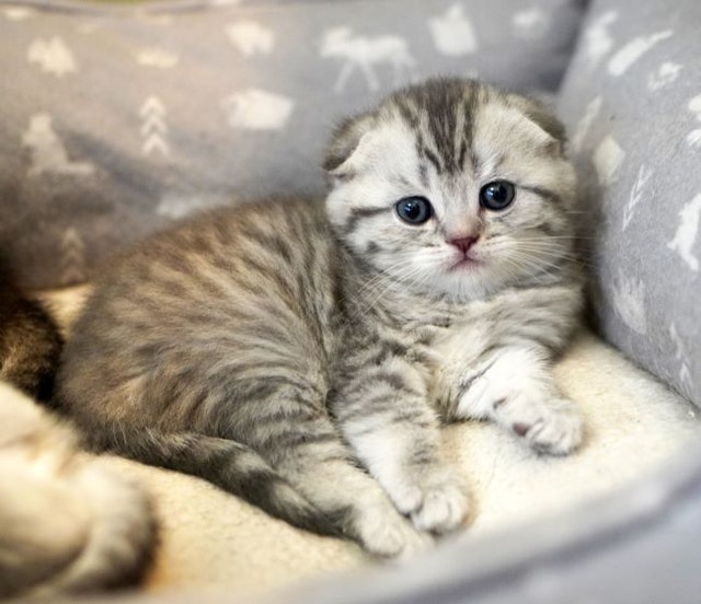 TICA Purebred Scottish Fold/Straight kittensregistered cattery Cats