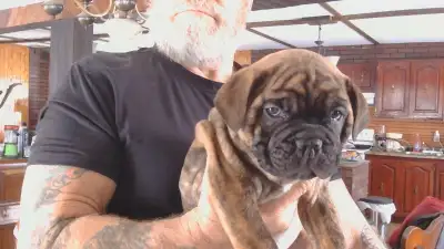 chiots olde english bulldog, View more