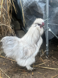 Young rooster available just a year old 
