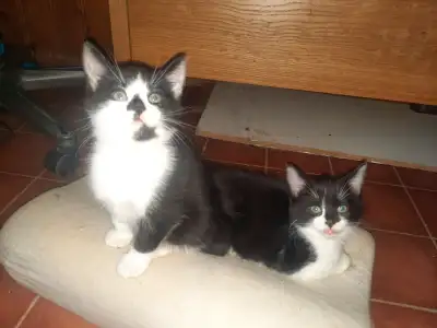 I adopted a cat that was pregnant, and now I have a few kittens that need a good home. Everyone need...