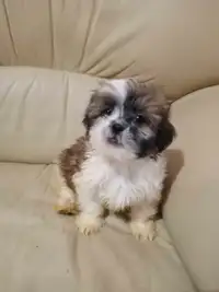 Shihtzu puppies ready for rehoming 