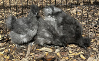 Blue & Lavender Bearded Roosters