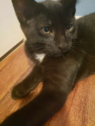 Playful and friendly kitten ready for rehoming, View more