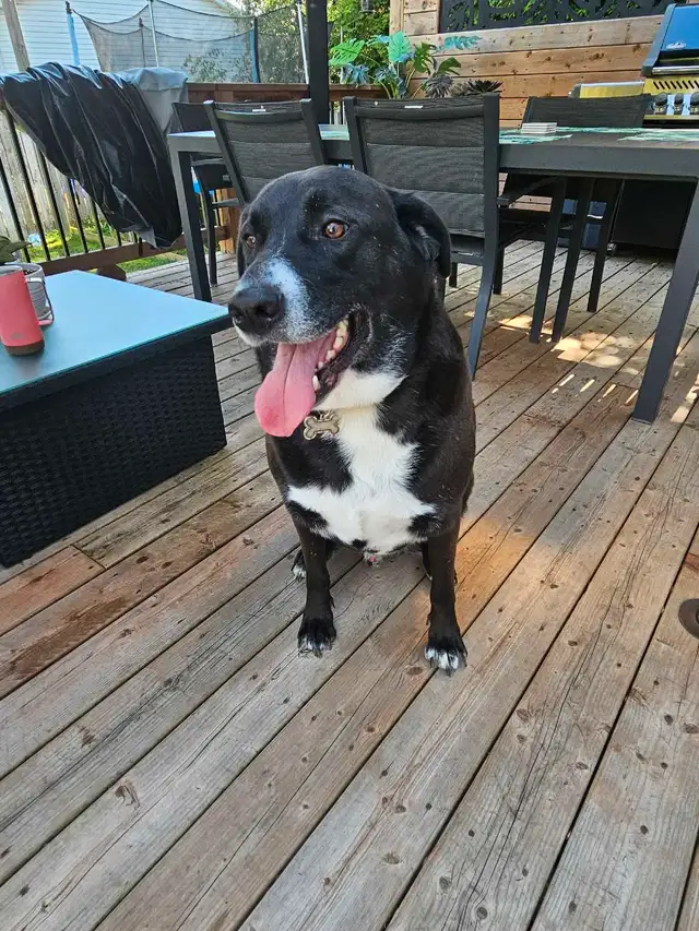 berger de la maremme croiser labernois in Dogs & Puppies for Rehoming in Longueuil / South Shore - Image 2