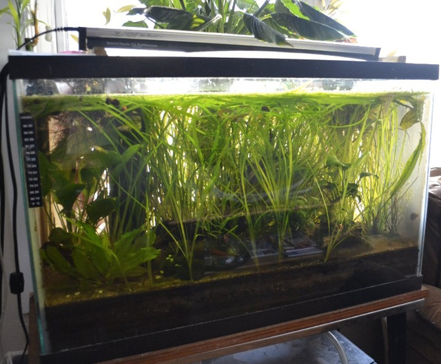 25 G planted aquarium in Accessories in Calgary