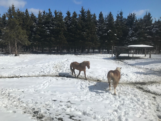 Chevaux  dans Autre  à St-Georges-de-Beauce - Image 3