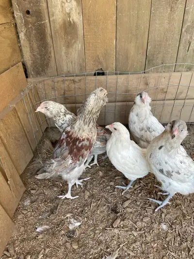 splash ameraucana chicks pullets, View more