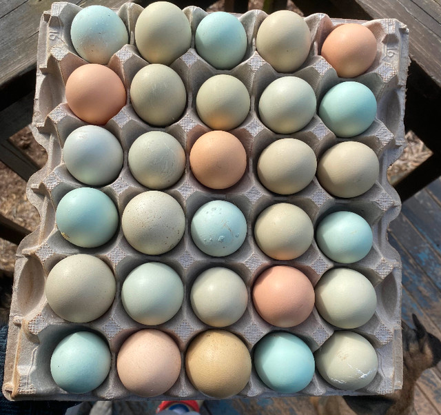 Colourful hatching eggs in Livestock in City of Halifax - Image 3