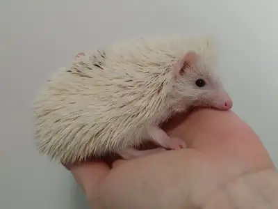 SPOT, ready reverse pinto boy!♥Delivery habitats inclusions. Plz, View more