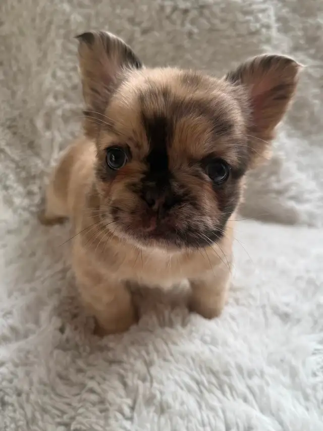 Fluffy French Bulldogs in Dogs & Puppies for Rehoming in City of Toronto - Image 4