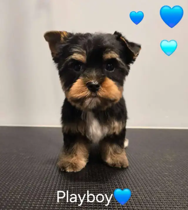 chiot Yorkshire biewer merles in Dogs & Puppies for Rehoming in Longueuil / South Shore - Image 2