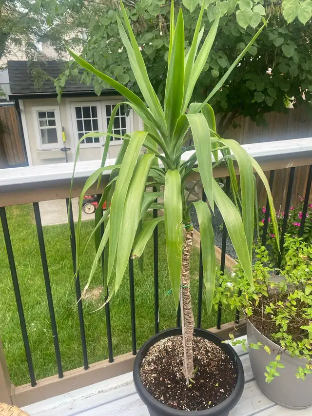 yucca様確認用 Yucca Plant | Plants, Fertilizer & Soil | St. Catharines | Free