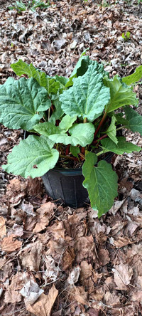 For sale: Rhubarb plants