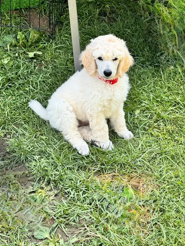 Standard poodle puppies in Dogs & Puppies for Rehoming in Ottawa - Image 7