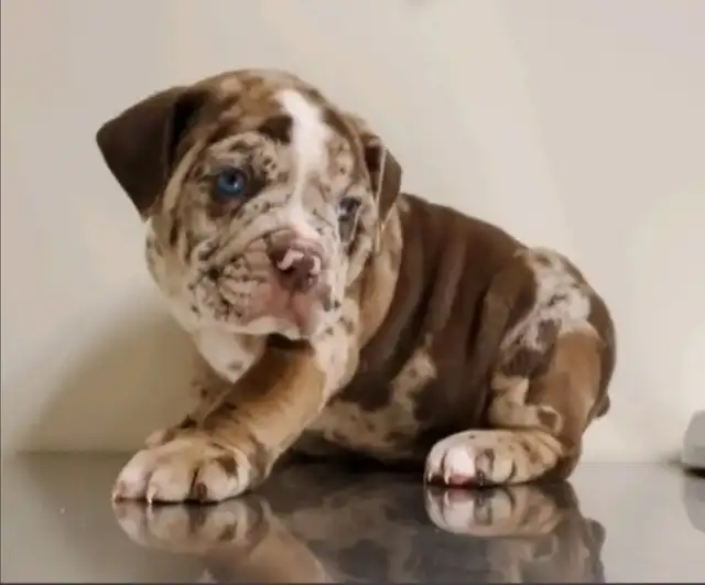 Olde English Bulldog Puppies in Dogs & Puppies for Rehoming in City of Toronto - Image 14